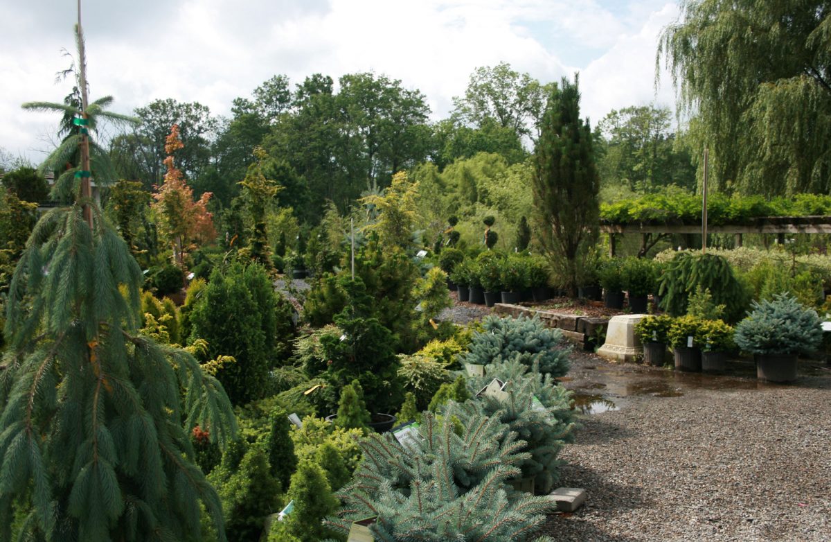 Trees, Shrubs, and Flowering Nursery Products at The Farm
