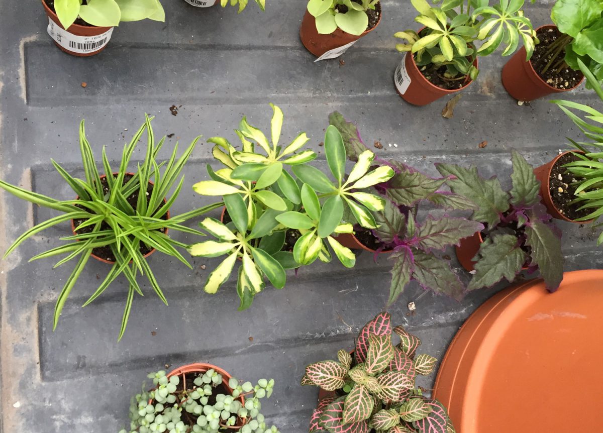 Find a Houseplant at The Farm at Green Village in New Jersey