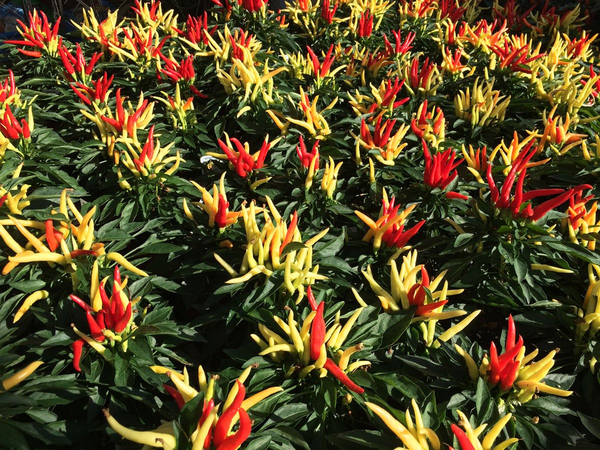 Peppers Peppers