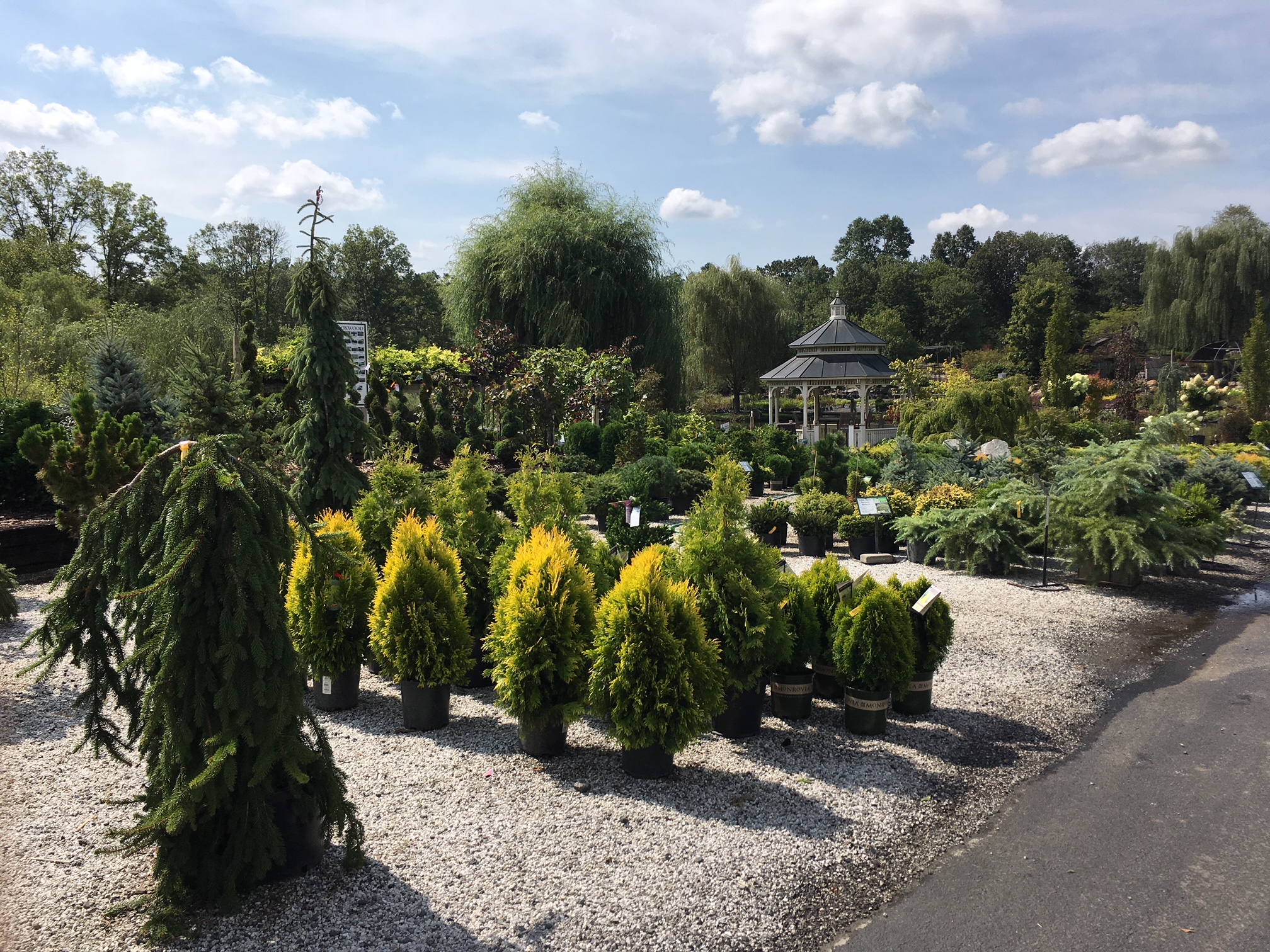 Trees and Shrubs