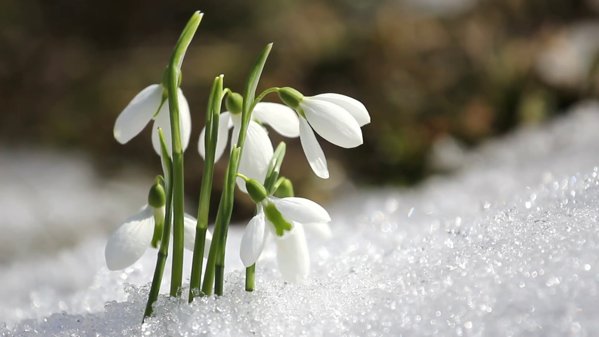8 Winter Blooming Flowers The Farm at Green Village