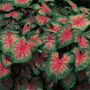 Caladium