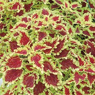 Coleus