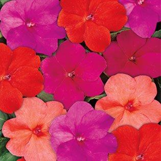 New Guinea Impatiens