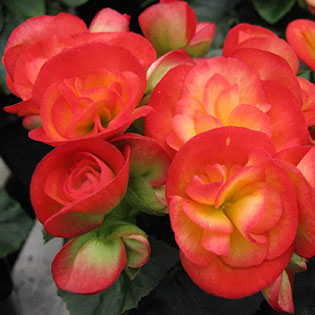 Rieger Begonia