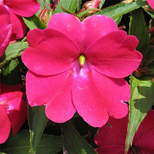 Sunpatiens