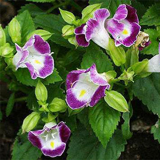 Torenia