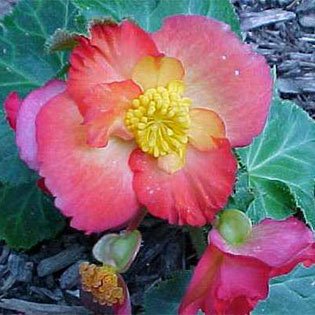 Tuberous Begonia