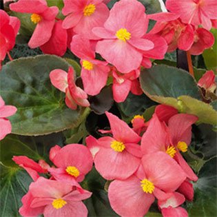 Wax Begonia