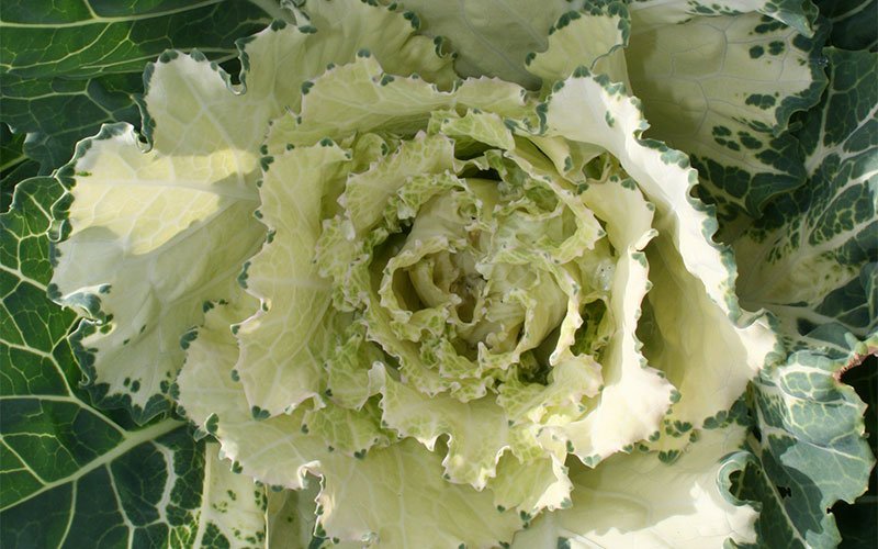 Flowering Kale