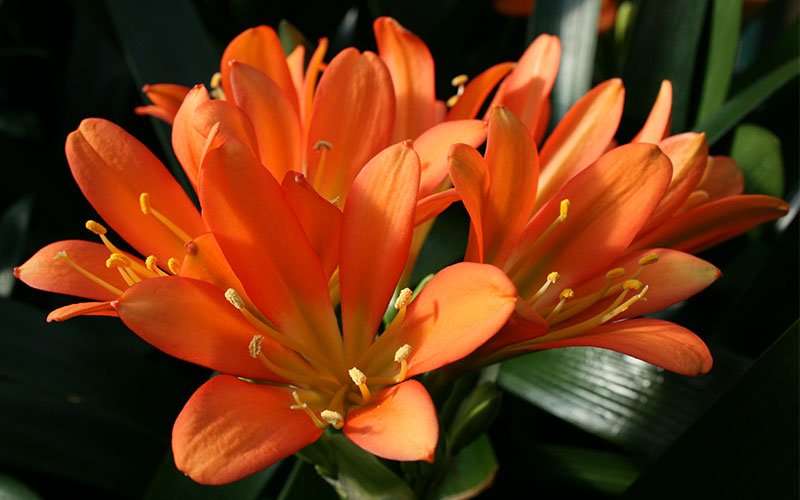 Orange Tropical Flower