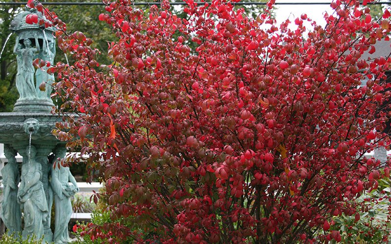 Red Tree