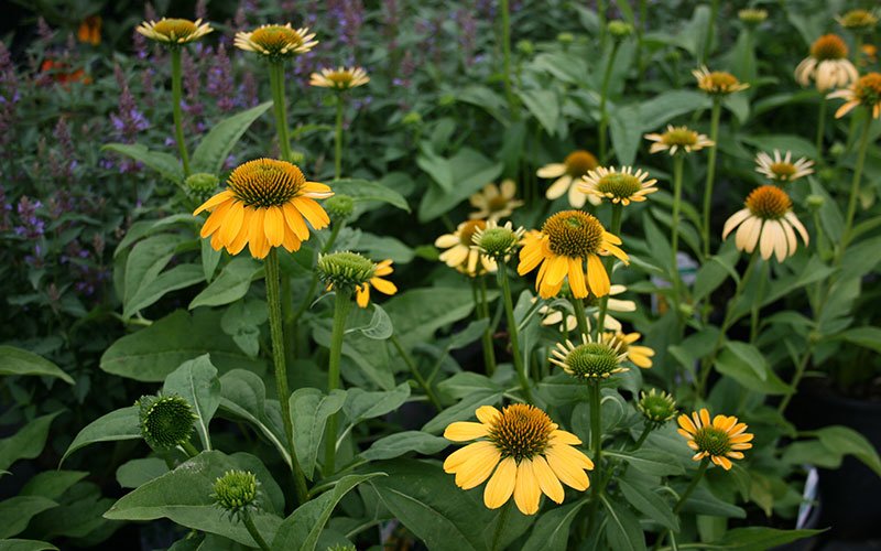 Daisies