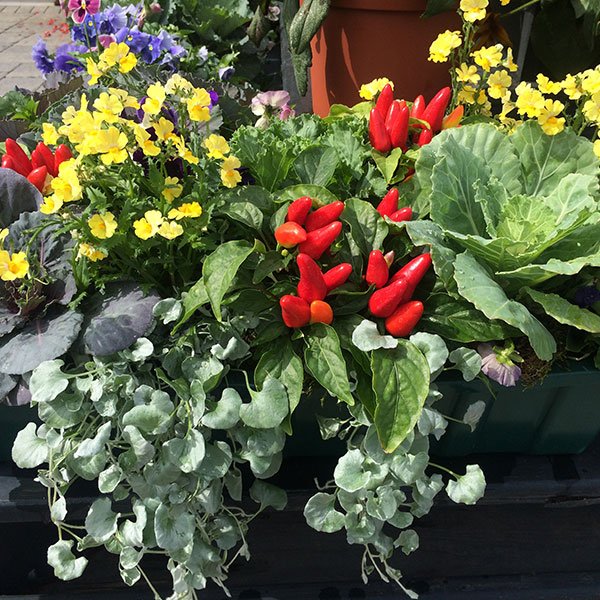 Veggie Plant with Herbs and Flowers