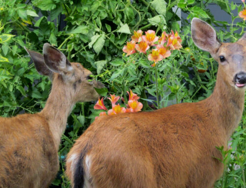 Keeping Deer Away from Your Garden