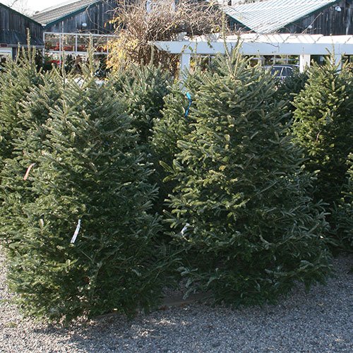 Evergreens