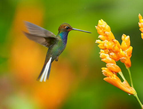 Attracting Hummingbirds