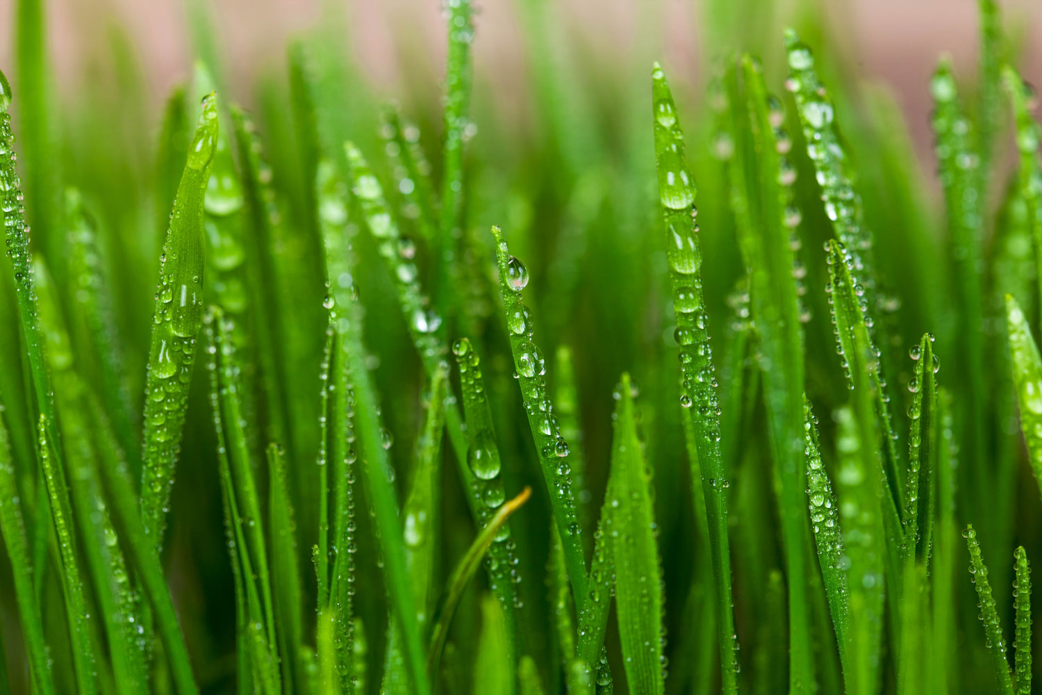 What's the Secret to Keeping a Great Lawn?