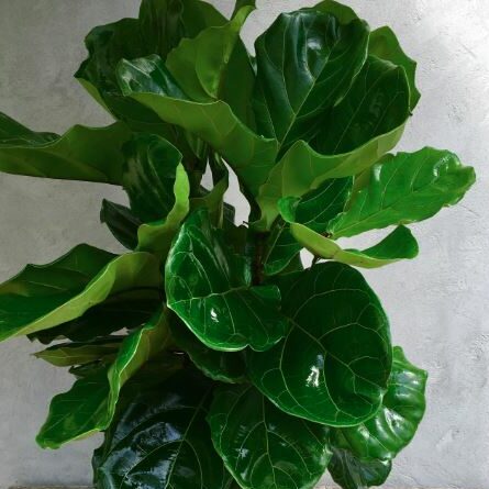 Fiddle Leaf Fig