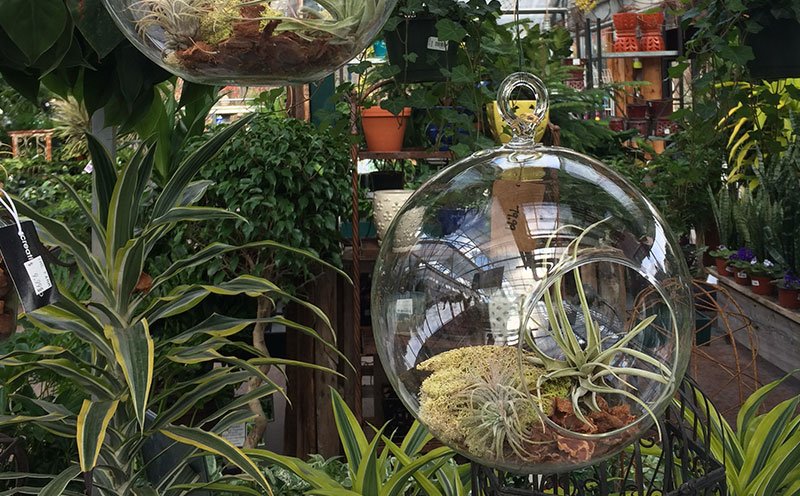 Air Plants Air Plants