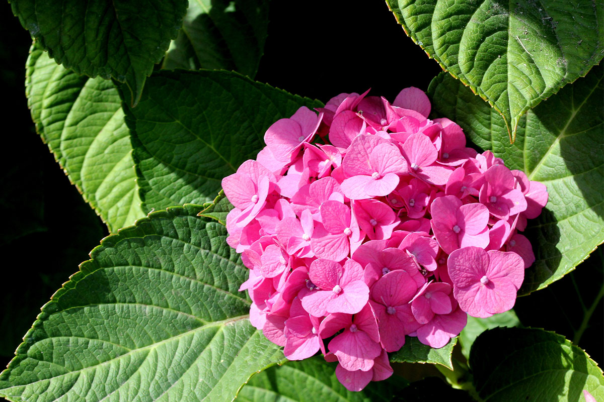 Hydrangea leaf deals