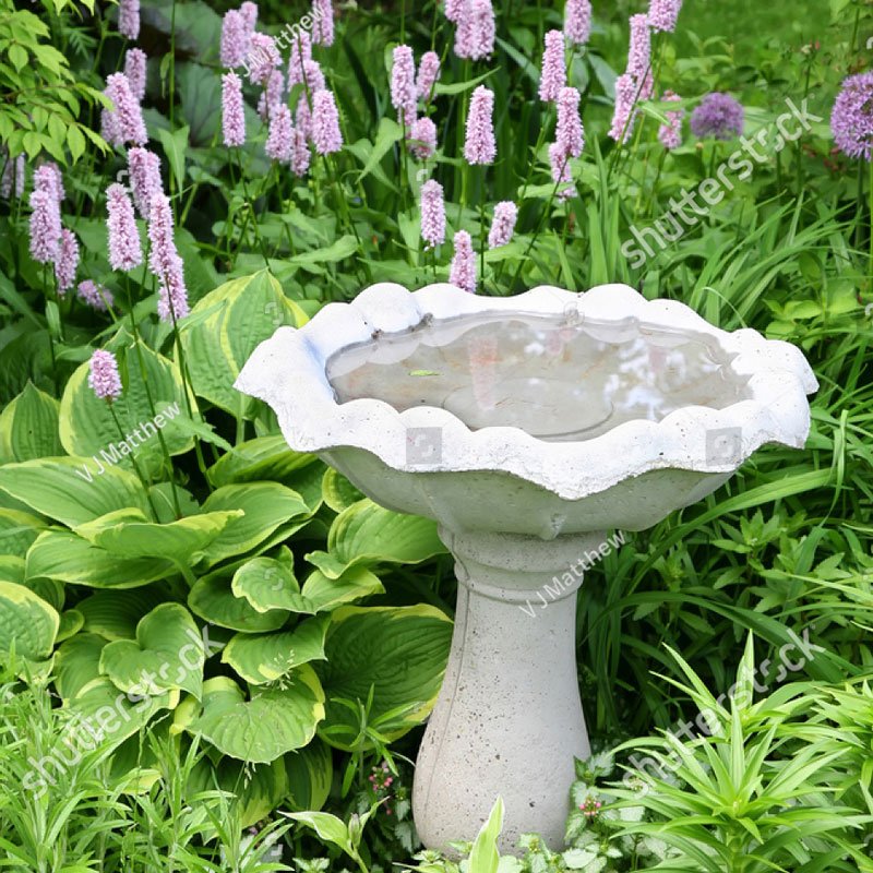 Bird Bath Bird Bath