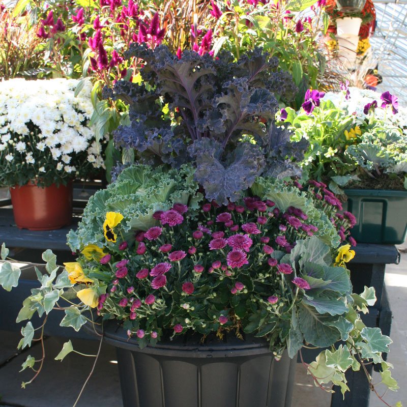 Container Gardening