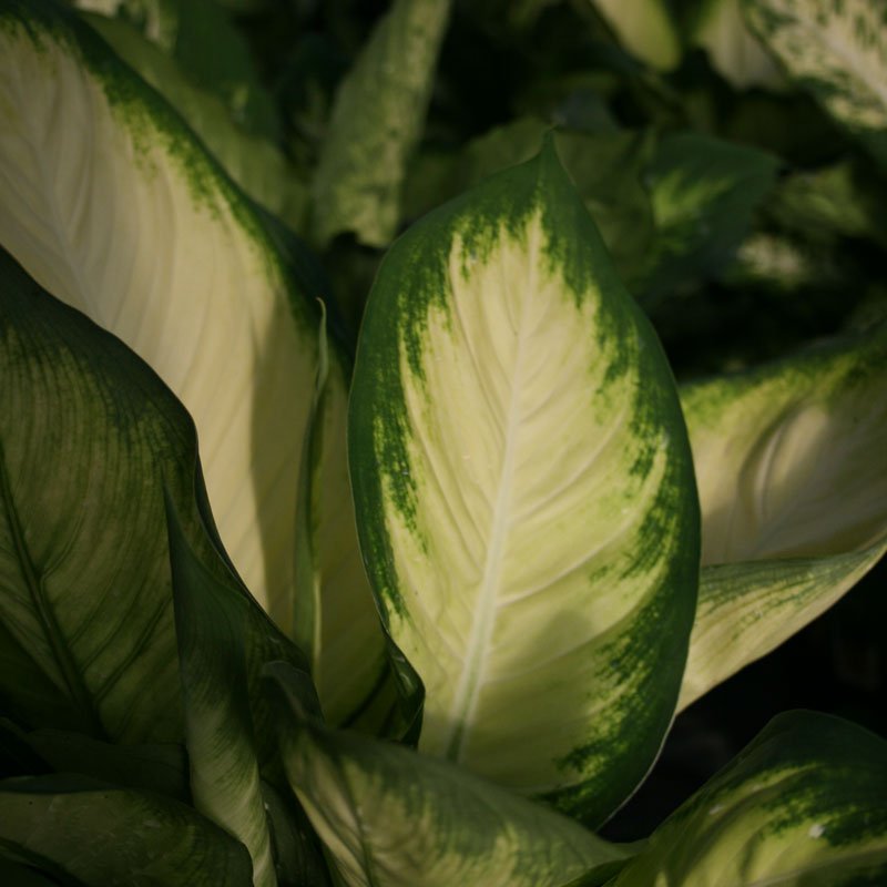 Dieffenbachia