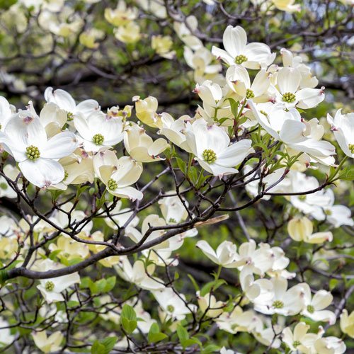 Dogwood Dogwood