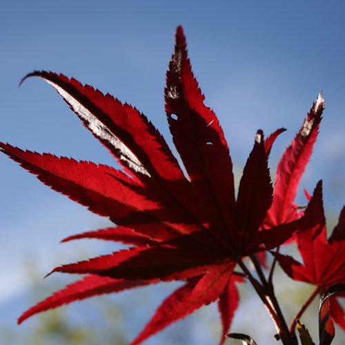 Japanese Maple