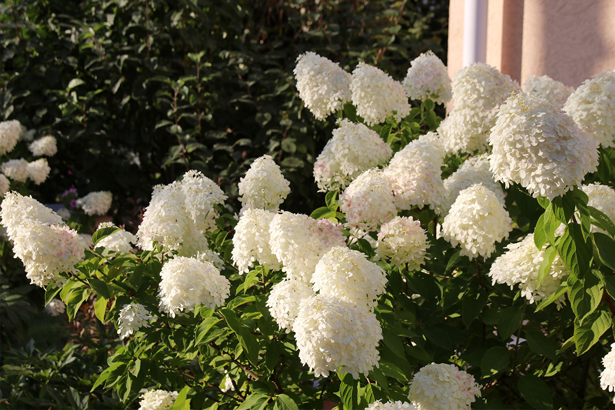 Non-human, simple, very delicate, lace with hydrangea motifs, perfectly  repeated, symmetrical on Craiyon