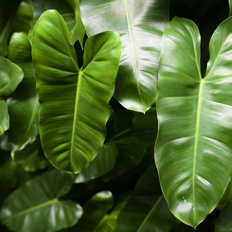 Philodendron