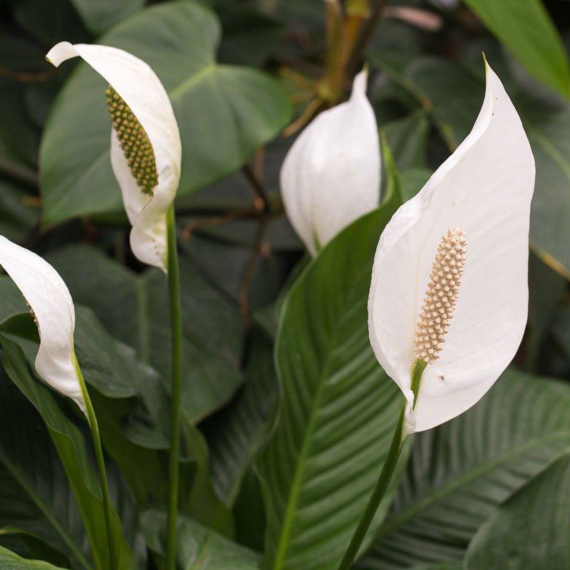 Spathiphyllum