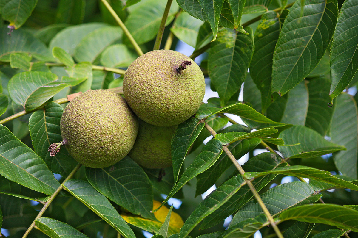 Planting near a Black Walnut Tree The Farm at Green Village