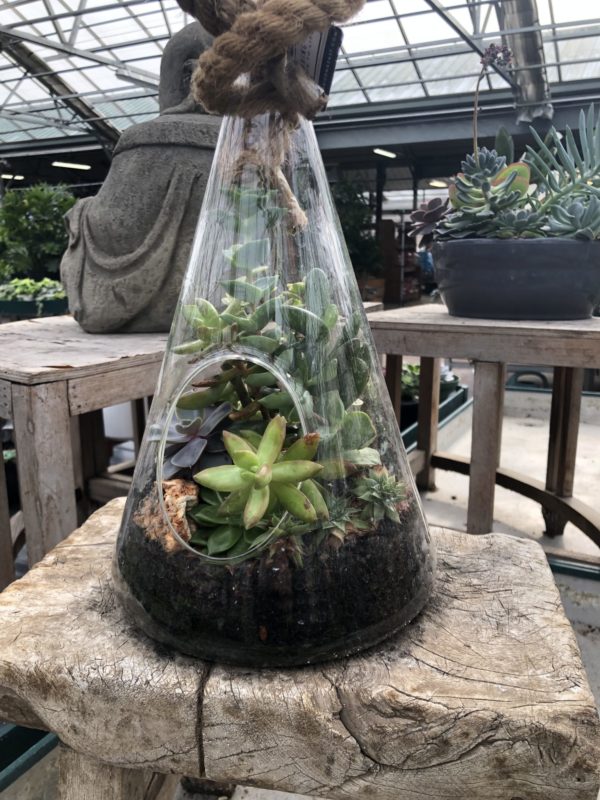 Creating a Garden in a Terrarium