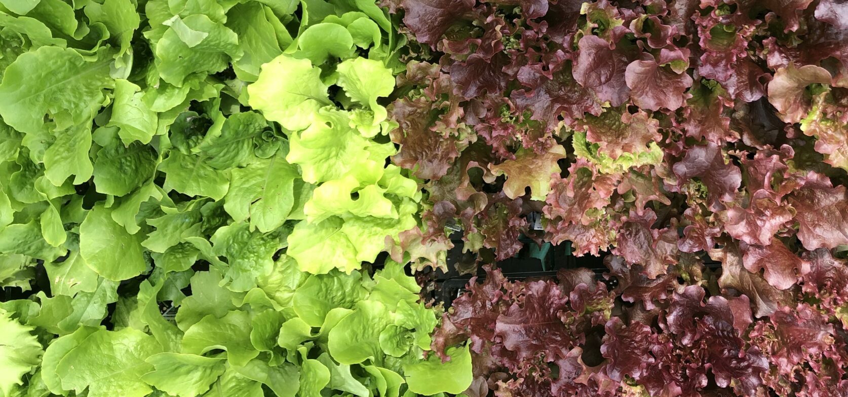 Lettuce2