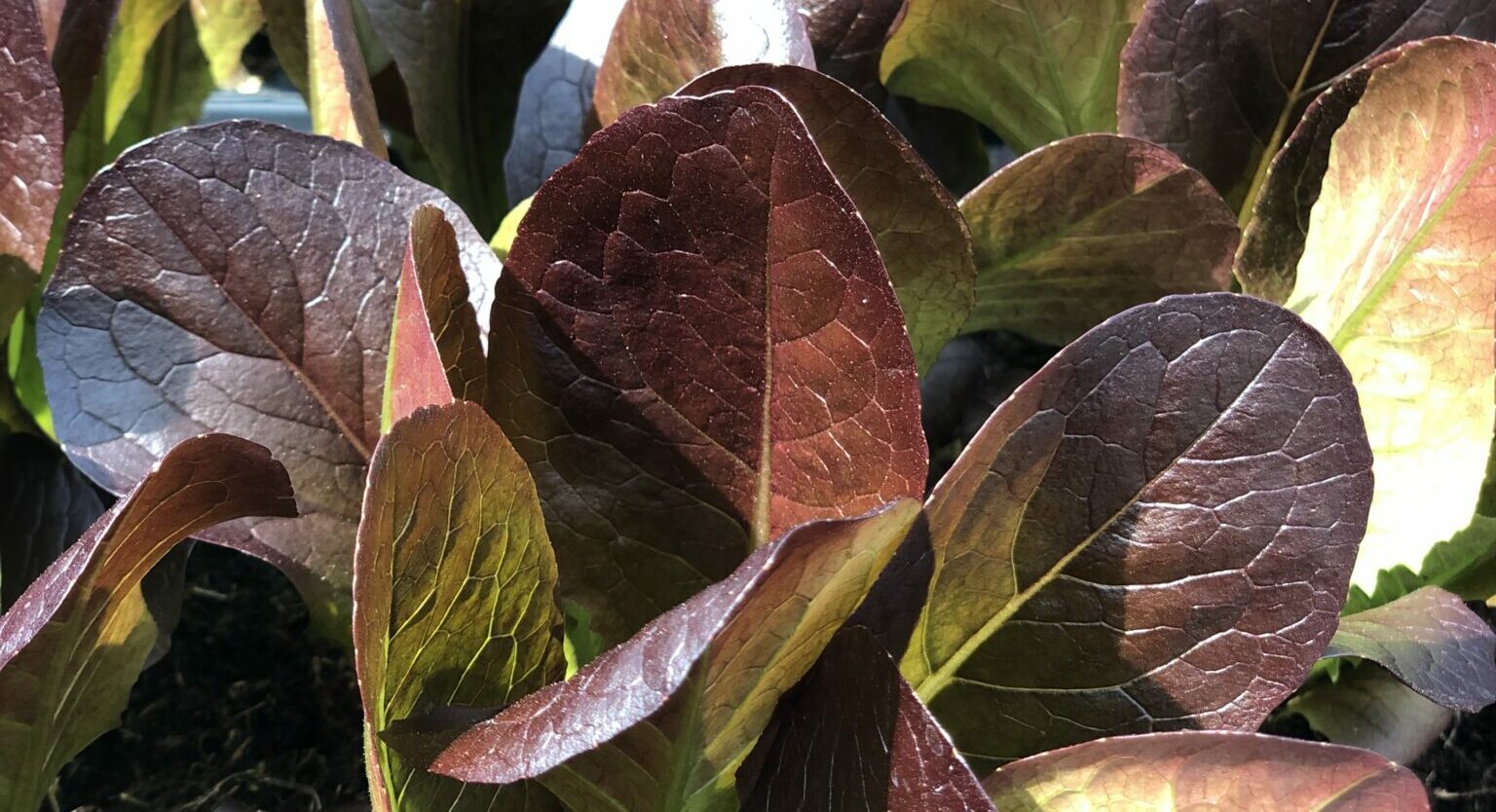 Red Leaf