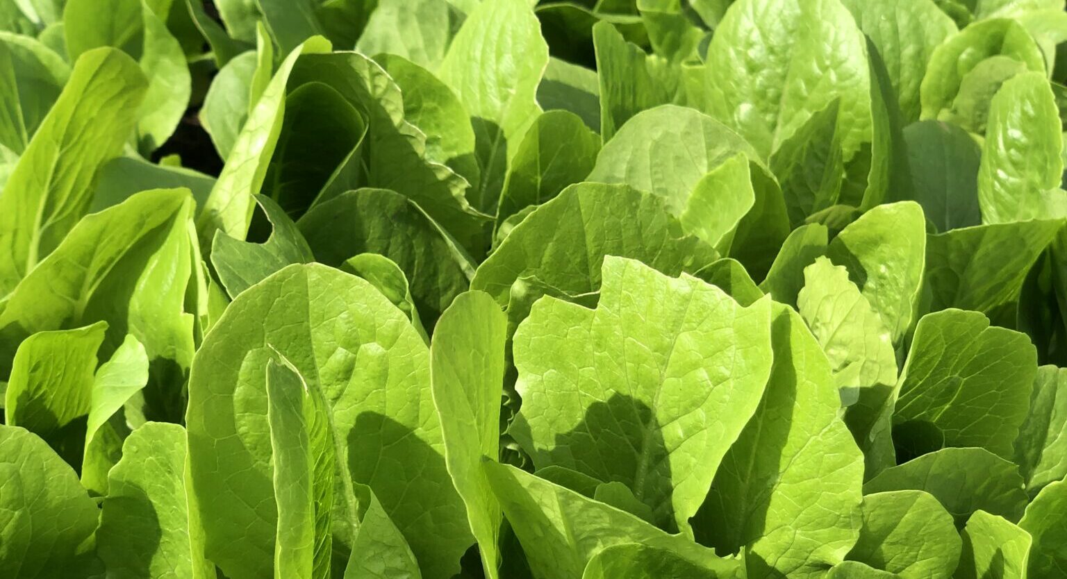 Romaine