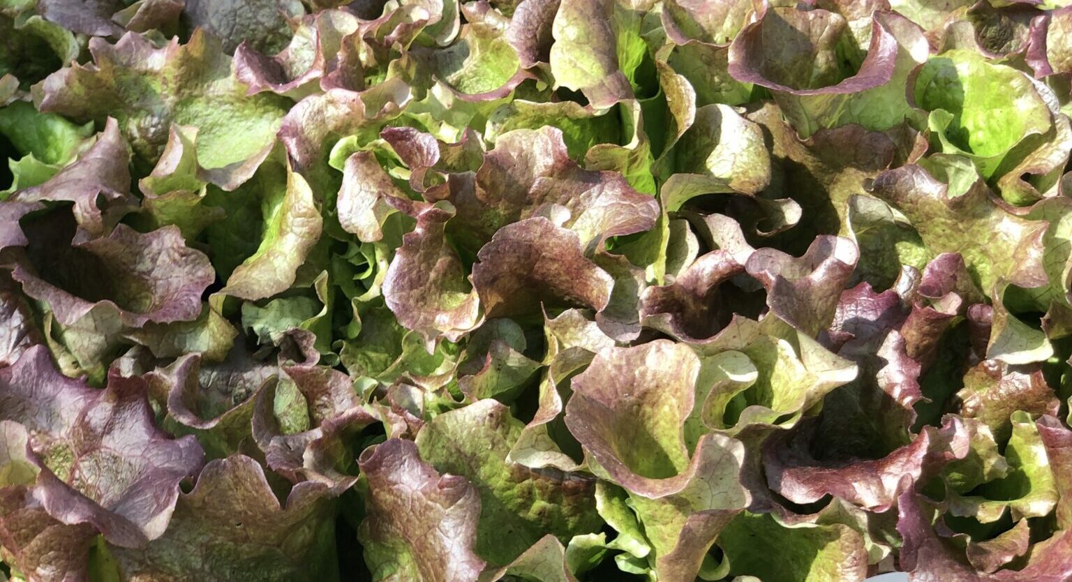 Salad Bowl Red