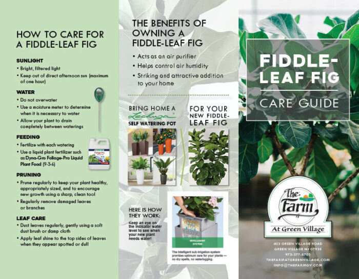 Fiddle-Leaf Fig Care Guide - The Farm at Green Village