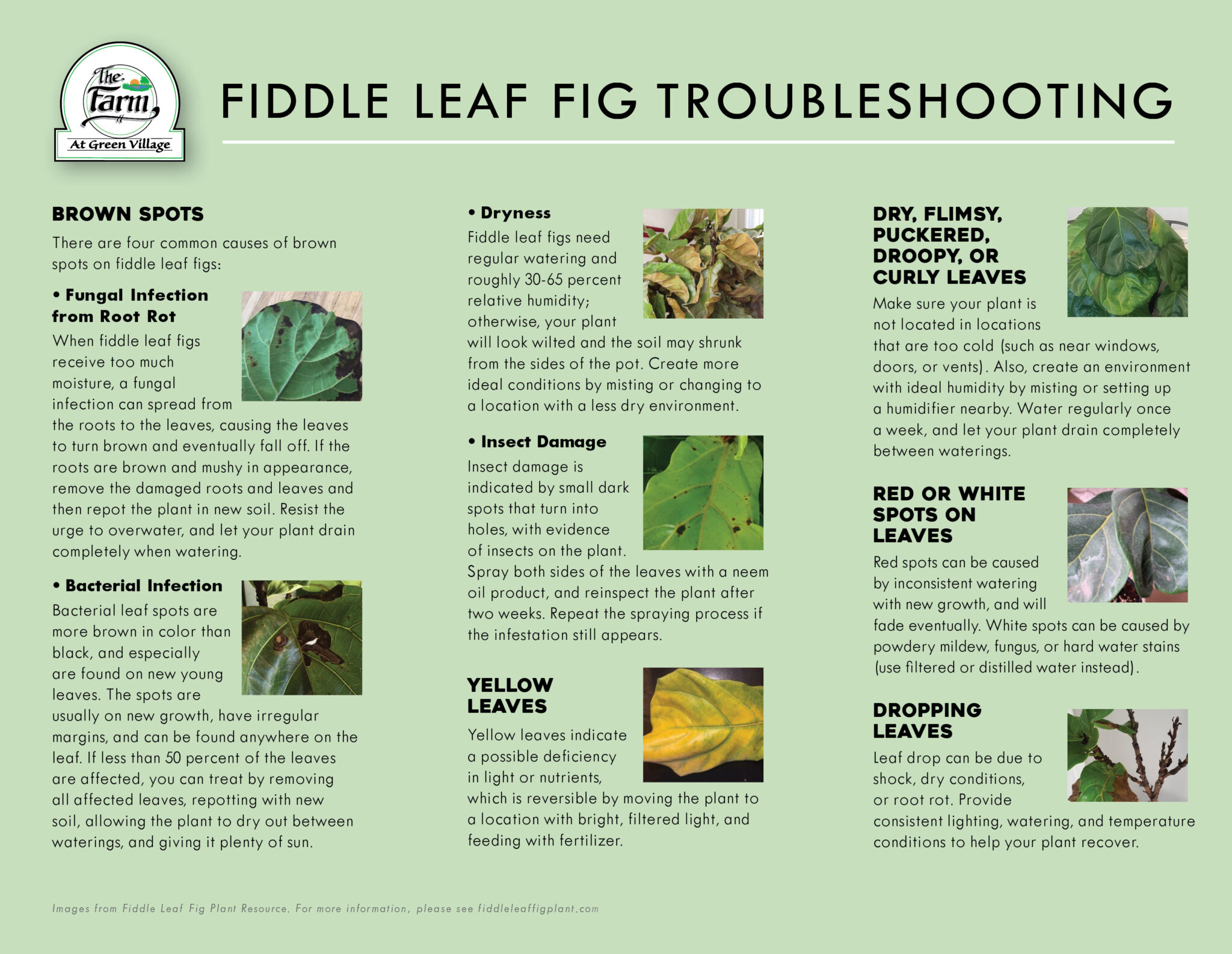 Download our FiddleLeaf Fig Guide The Farm at Green Village