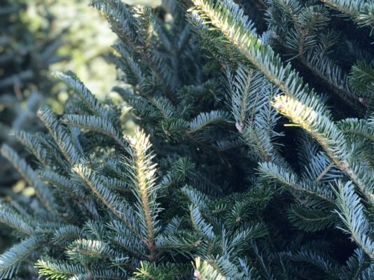 Fraser Fir
