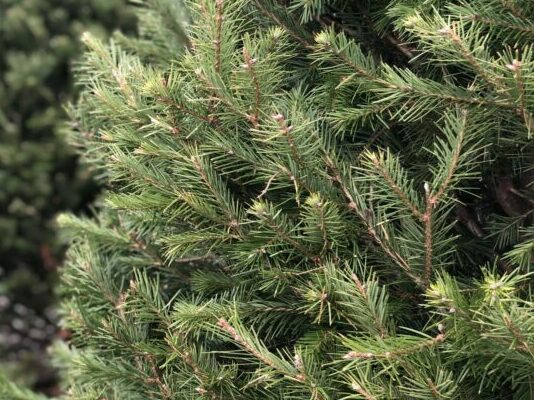 Douglas Fir