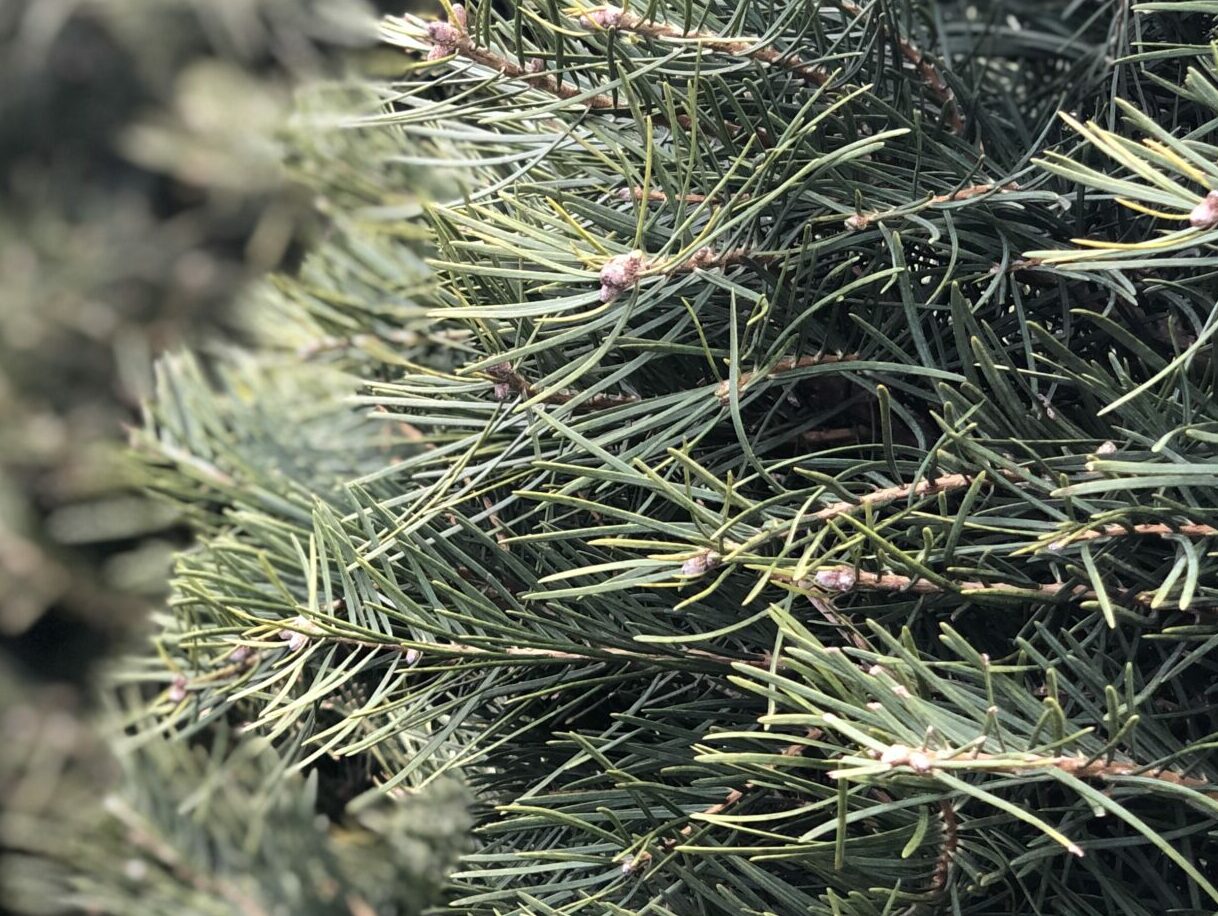 Concolor Fir