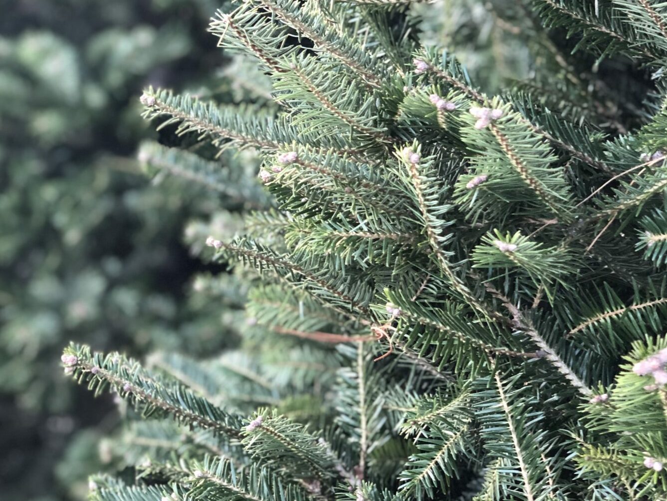 Mediterranean Silver Fir
