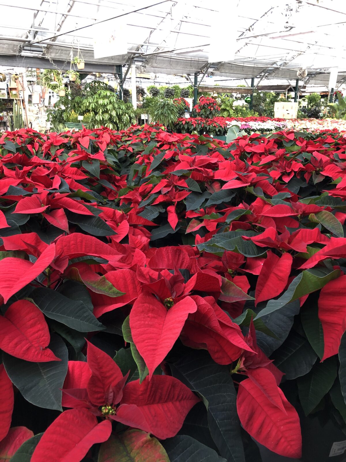 Guide to Cut Christmas Trees The Farm at Green Village