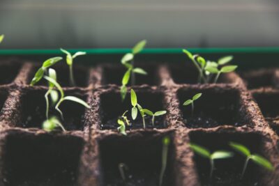 seeds-seedling