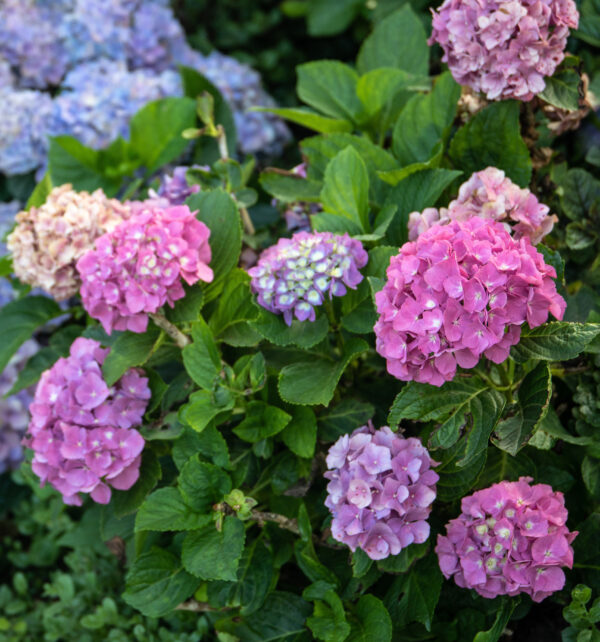 Guide to Hydrangeas - Types & Care Info - The Farm at Green Village