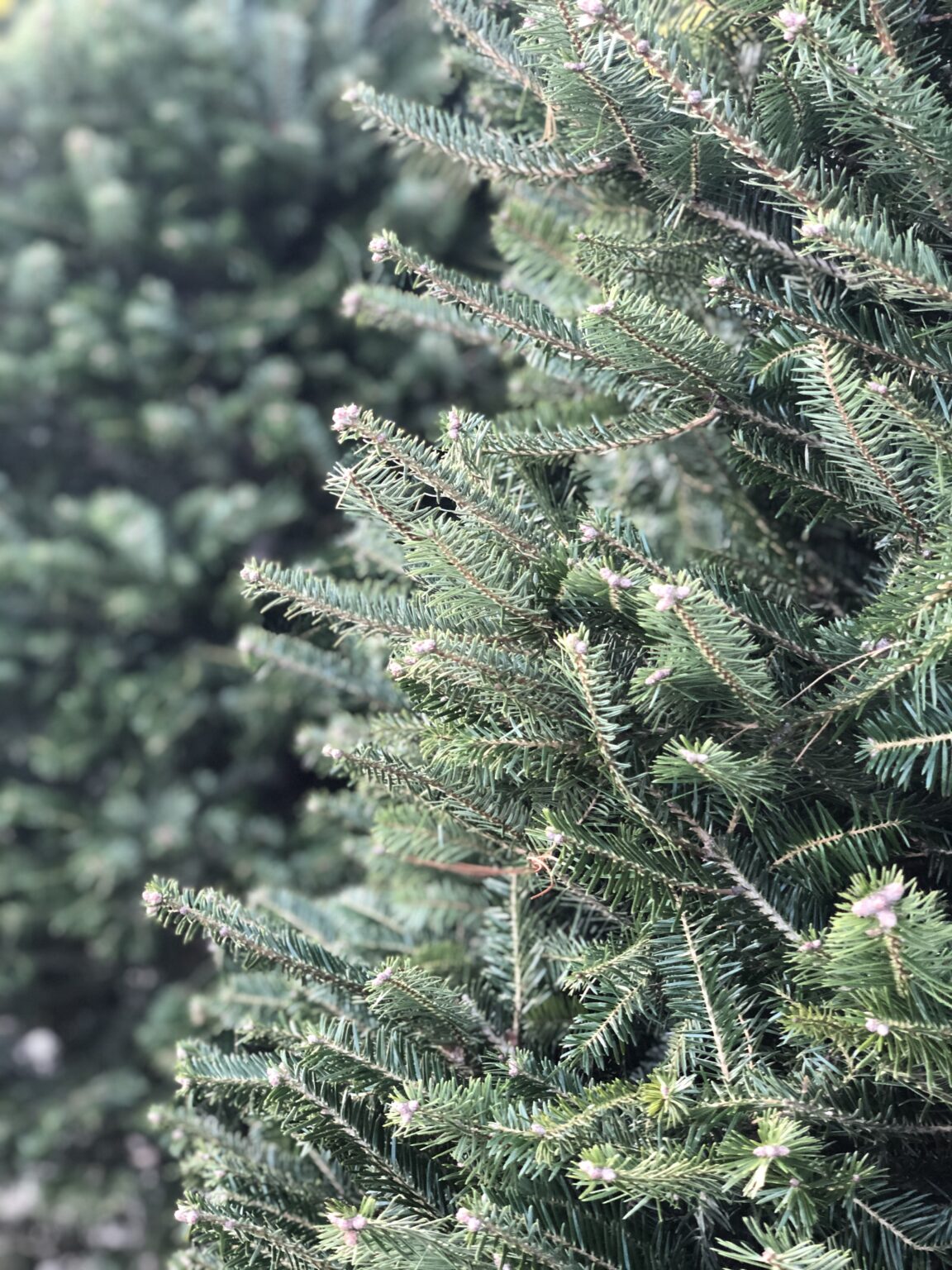 Guide to Cut Christmas Trees The Farm at Green Village