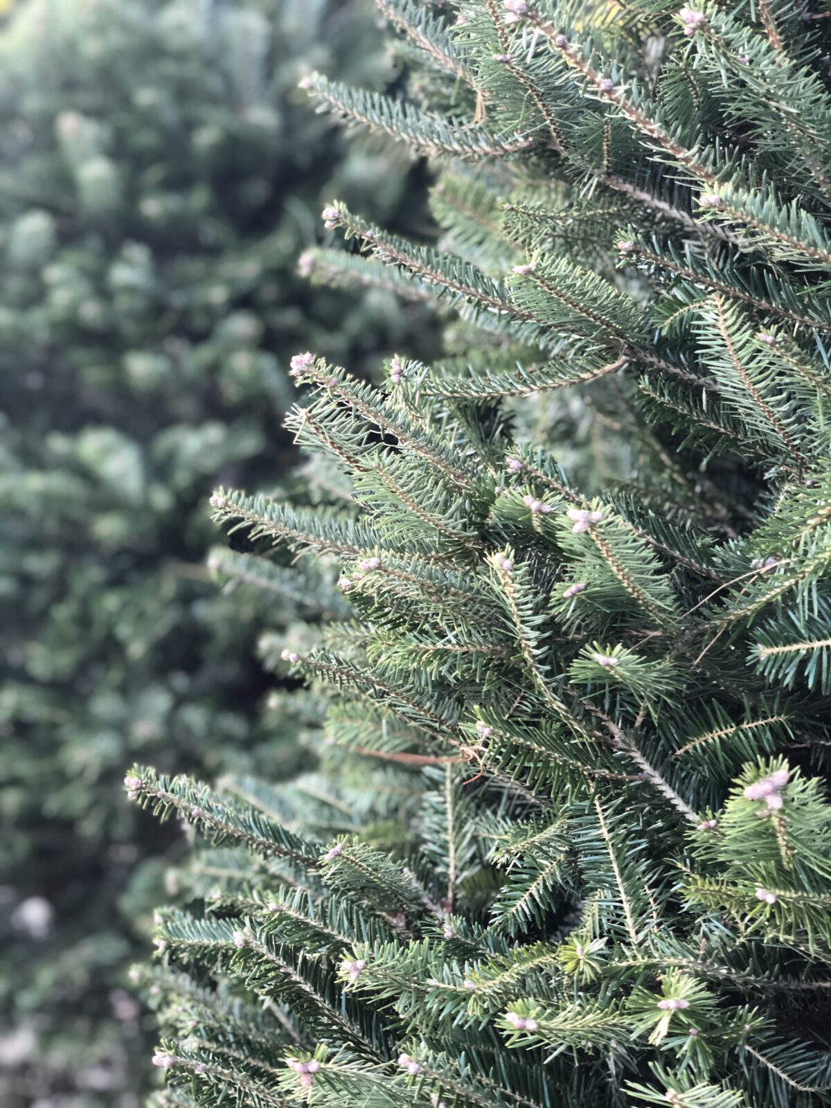 Guide to Cut Christmas Trees The Farm at Green Village